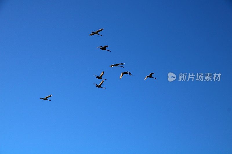 普通起重机(Grus Grus)